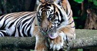 tigris indonezia